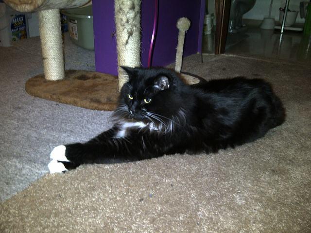 North Vancouver 2-20121113-00030